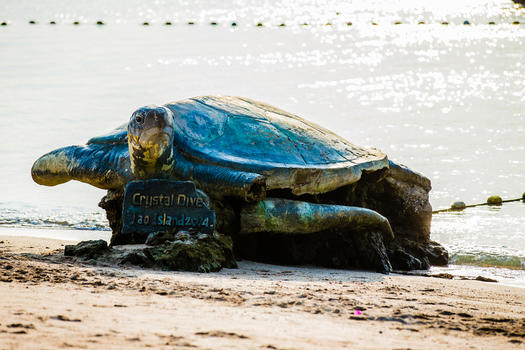 苏梅岛海边石龟图片素材免费下载