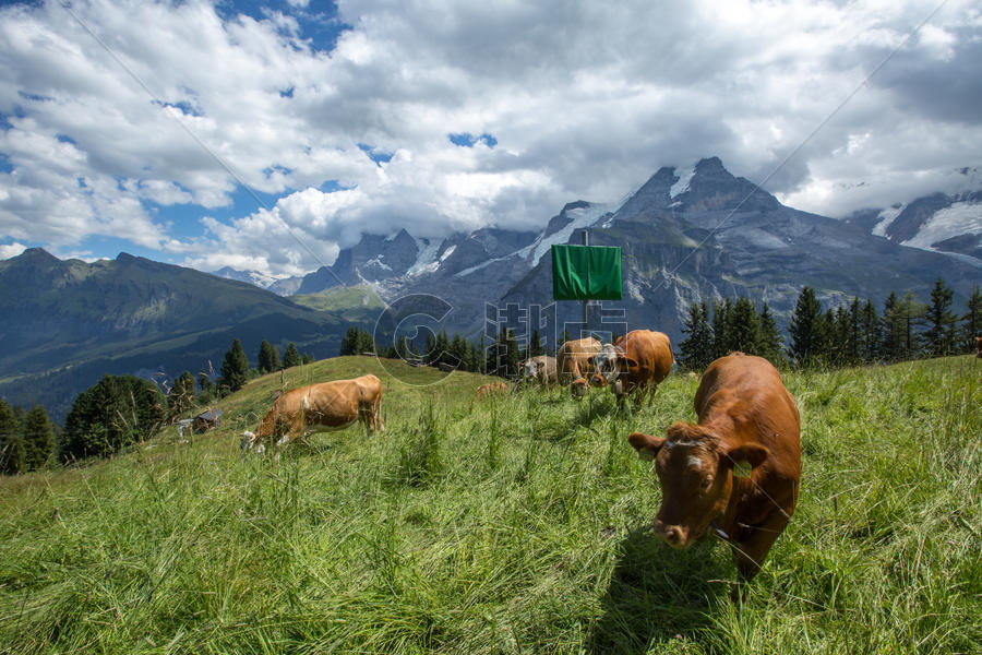 纯净自然的瑞士阿尔卑斯山区风光图片素材免费下载