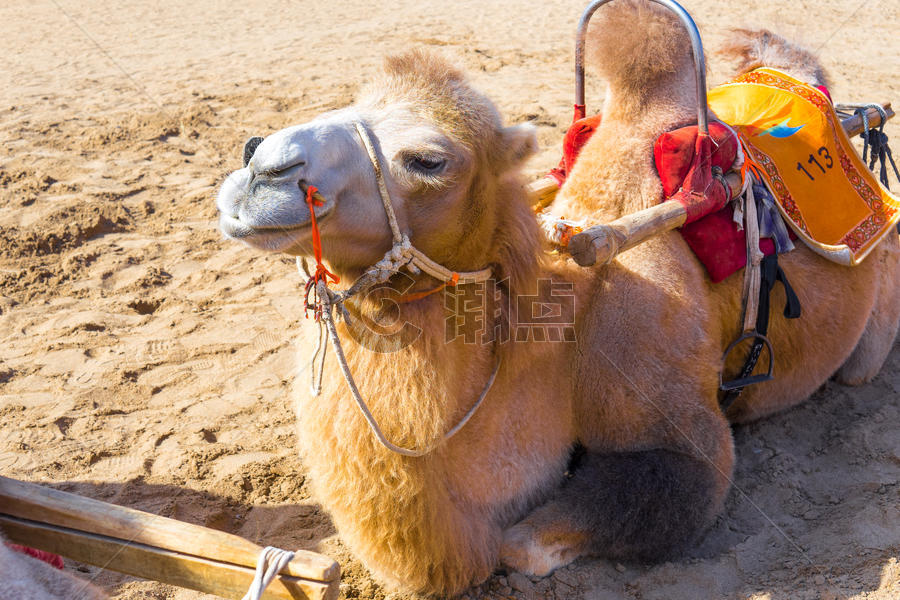 白天兰州敦煌鸣沙山骑骆驼项目图片素材免费下载
