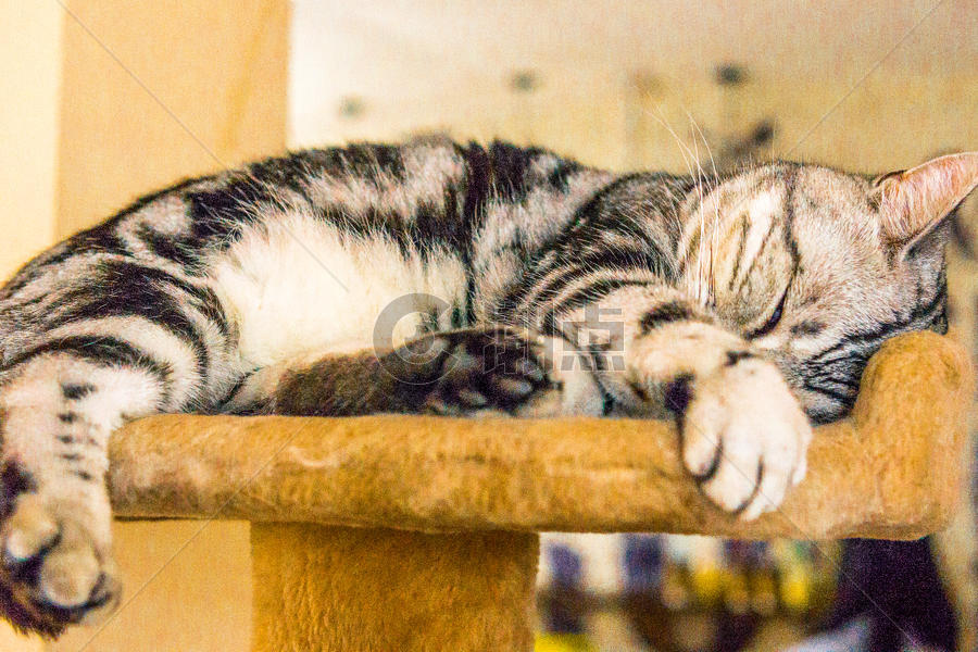 猫咪咖啡店小憩的美国短毛猫图片素材免费下载