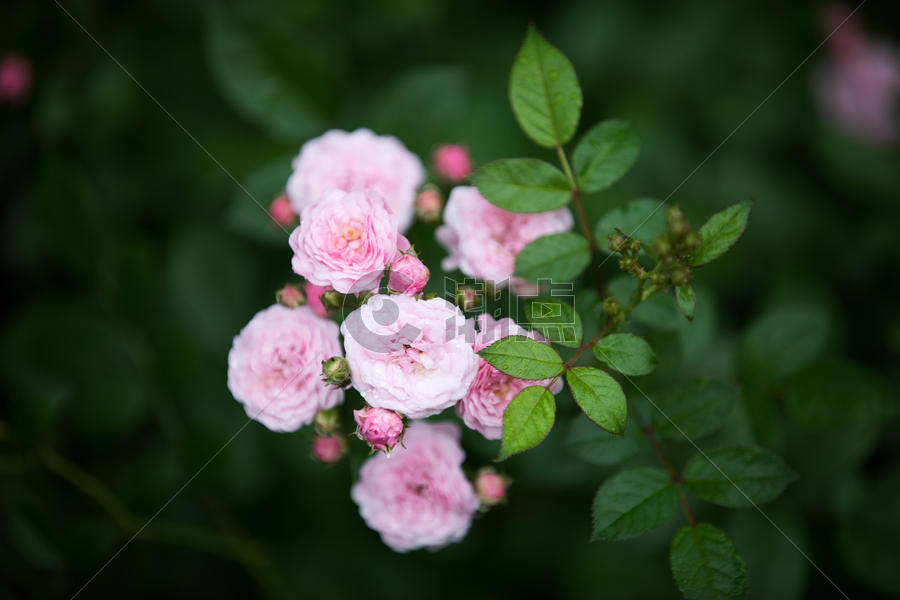 蔷薇花图片素材免费下载