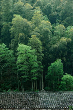 贵州侗寨树林图片素材免费下载