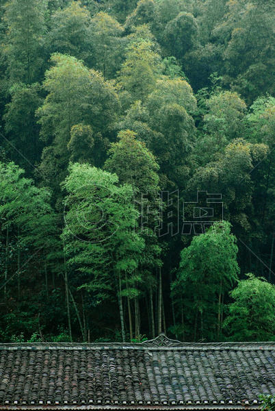 贵州侗寨树林图片素材免费下载