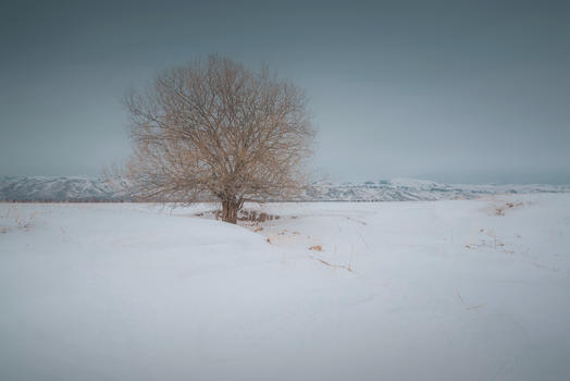 新疆雪地孤树图片素材免费下载