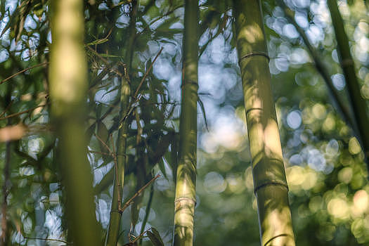 斑驳的的竹林图片素材免费下载