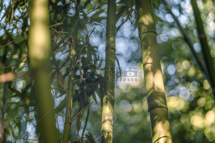 斑驳的的竹林图片素材免费下载
