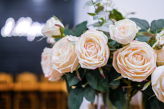 盛放的白色玫瑰花图片素材免费下载
