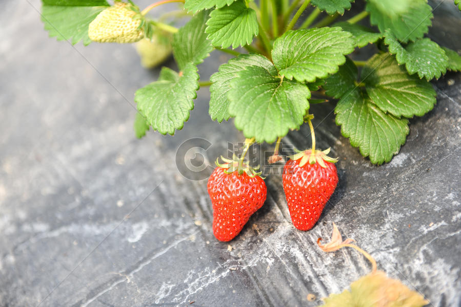 农家乐有机草莓图片素材免费下载