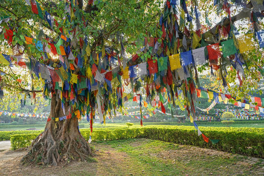 尼泊尔蓝毗尼释迦摩尼诞生地菩提树下图片素材免费下载