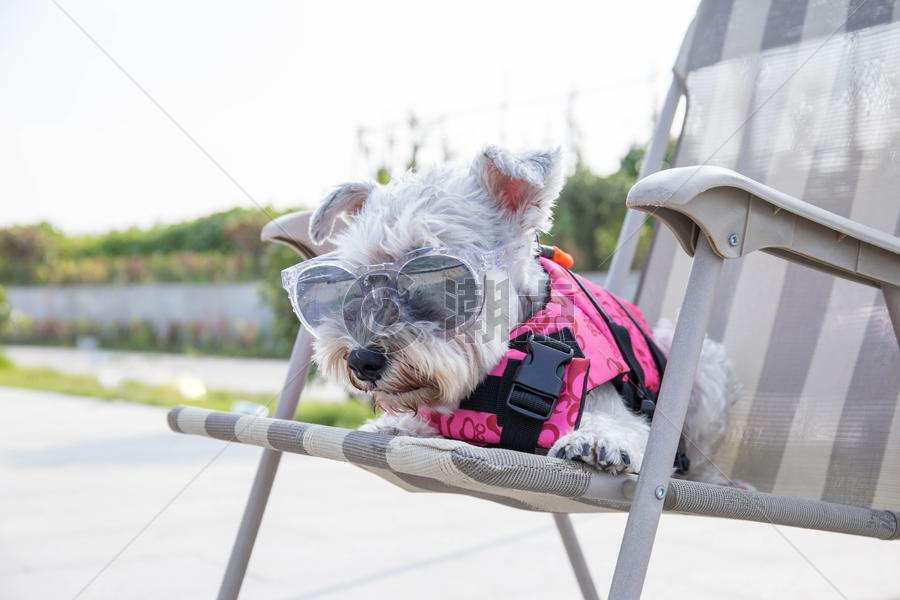 晒太阳度假的狗狗图片素材免费下载
