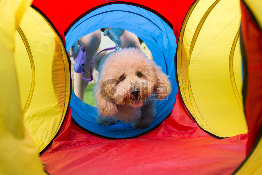 开心玩耍的狗狗图片素材免费下载