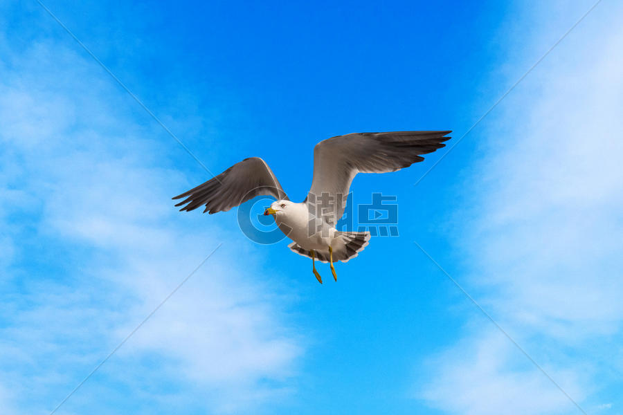 青海湖 鸟岛图片素材免费下载