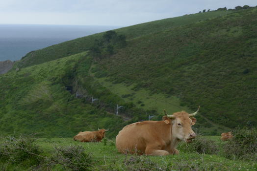 西班牙东北部巴斯克海岸山边的牛与马图片素材免费下载