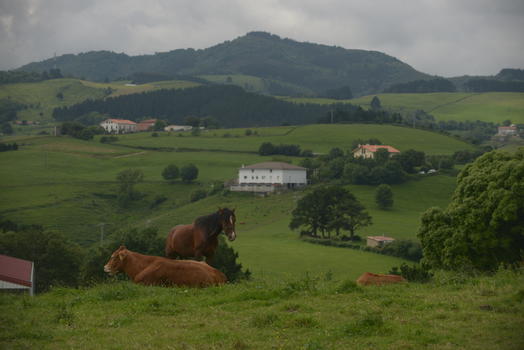 西班牙东北部巴斯克海岸山边的牛与马图片素材免费下载