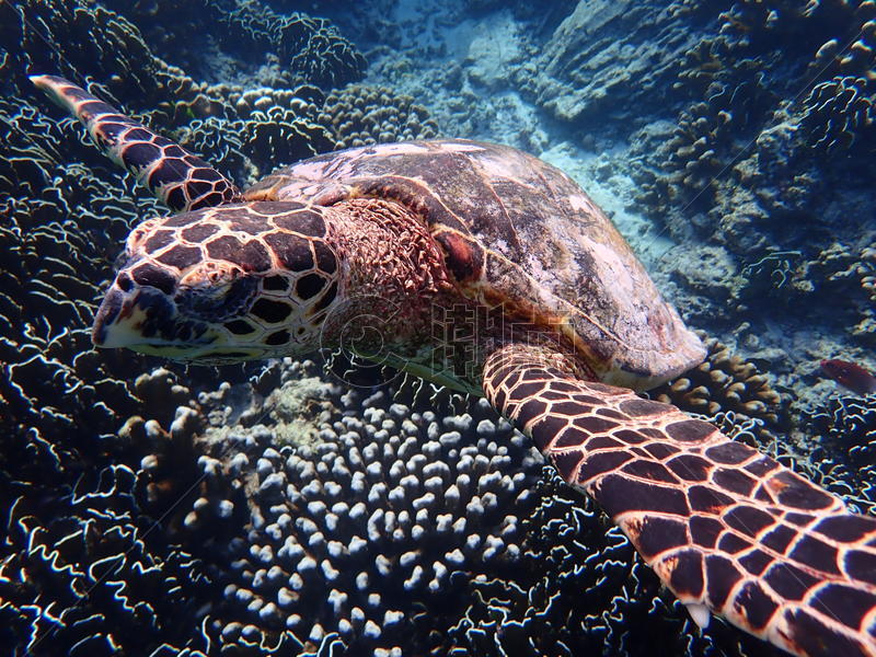 泰国斯米兰群岛的海龟图片素材免费下载