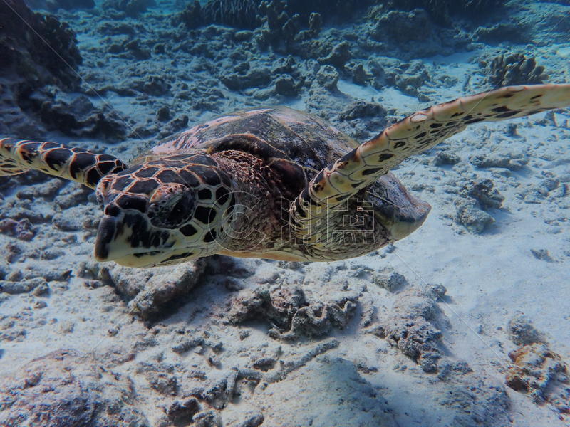 泰国斯米兰群岛的海龟图片素材免费下载