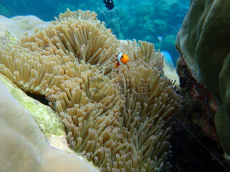 泰国潜水的海洋生物图片素材免费下载