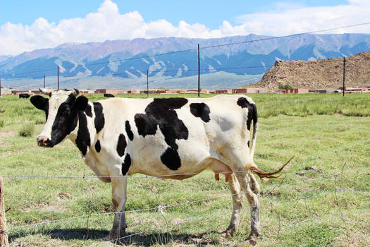 新疆巴里坤草原牧场奶牛图片素材免费下载