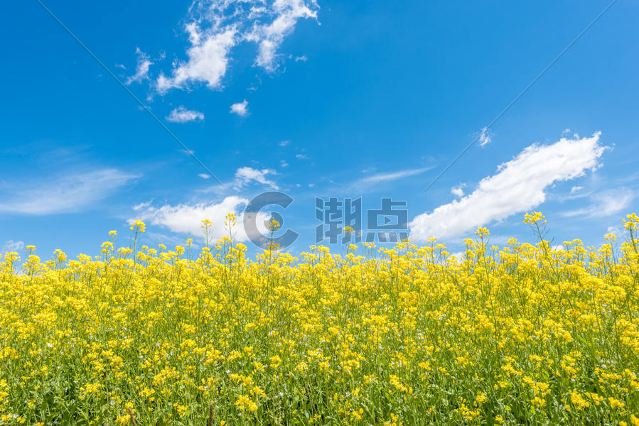 夏季青海草原风光图片素材免费下载