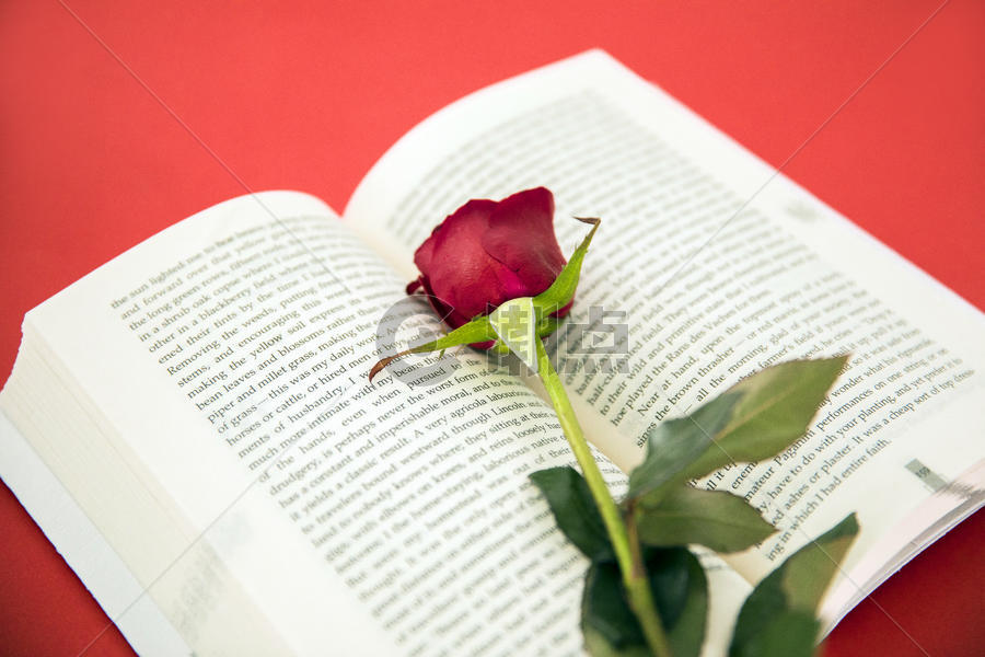 七夕节的玫瑰花图片素材免费下载