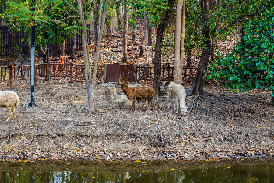 清迈动物园的羊驼图片素材免费下载