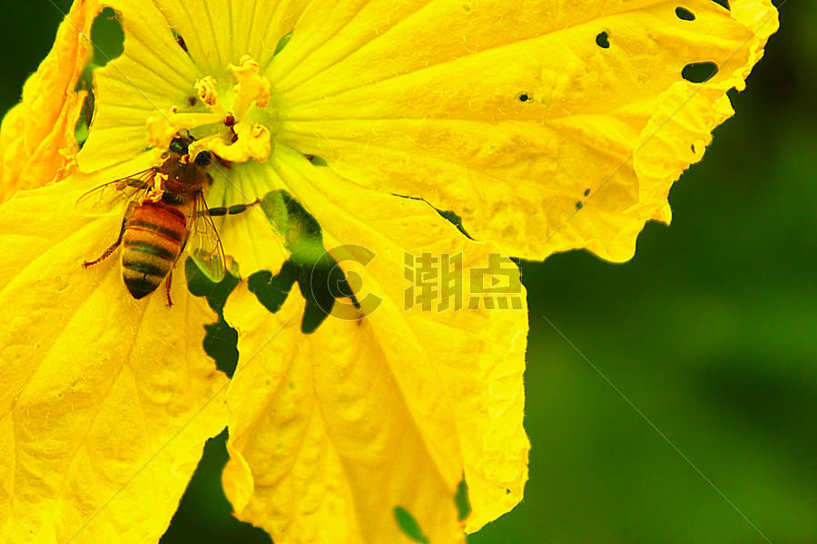 夏天花朵和蜜蜂图片素材免费下载