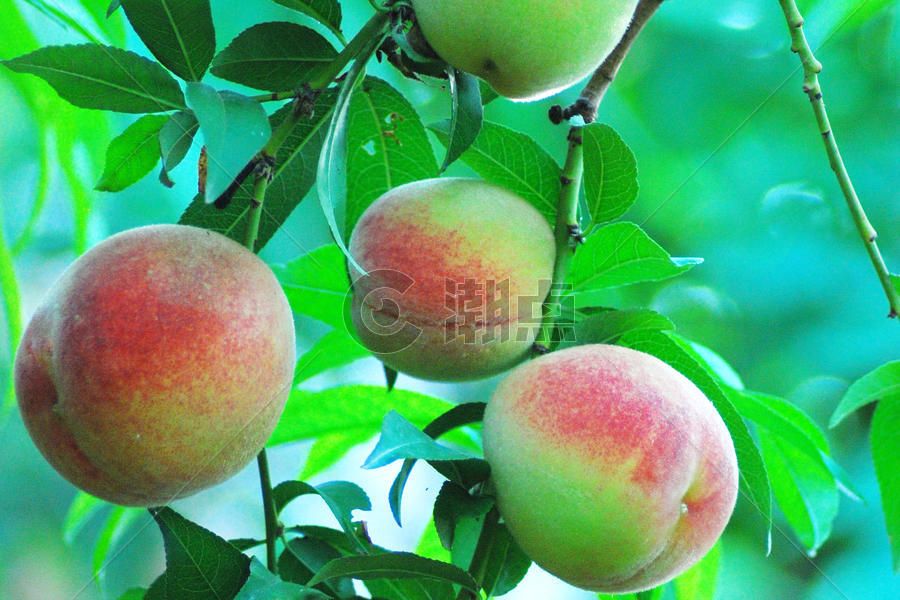 水果桃子图片素材免费下载