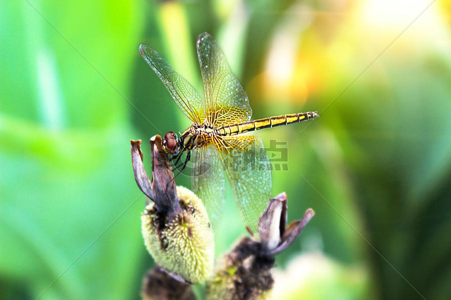 夏天花朵和蜻蜓图片素材免费下载