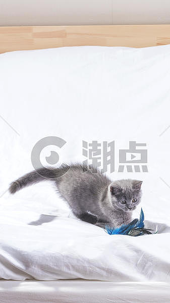 蓝猫宠物图片素材免费下载