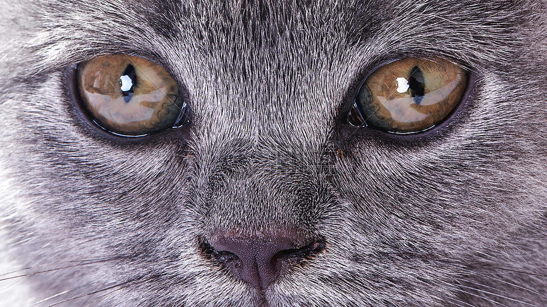 蓝猫宠物图片素材免费下载
