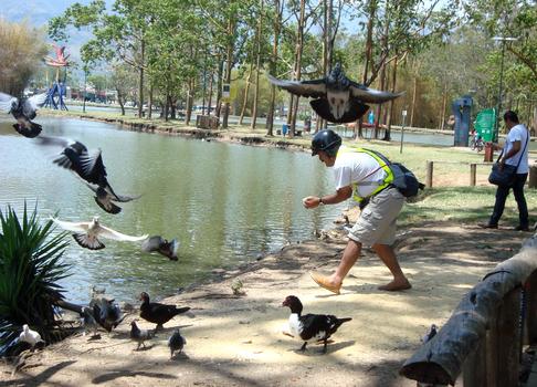 哥斯达黎加街景街心公园喂鸟图片素材免费下载