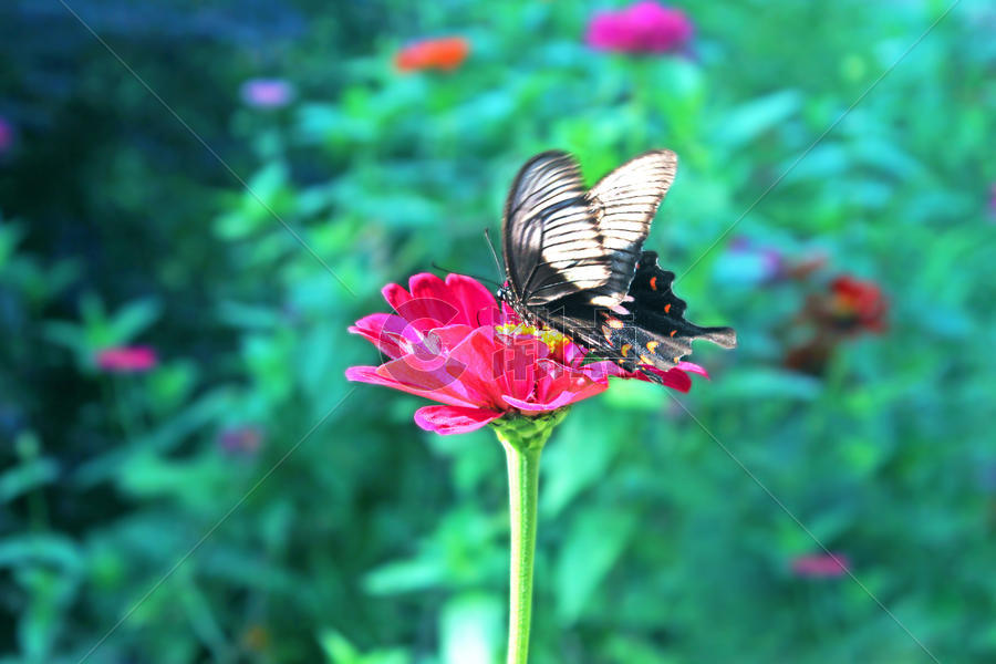 花朵和蝴蝶图片素材免费下载