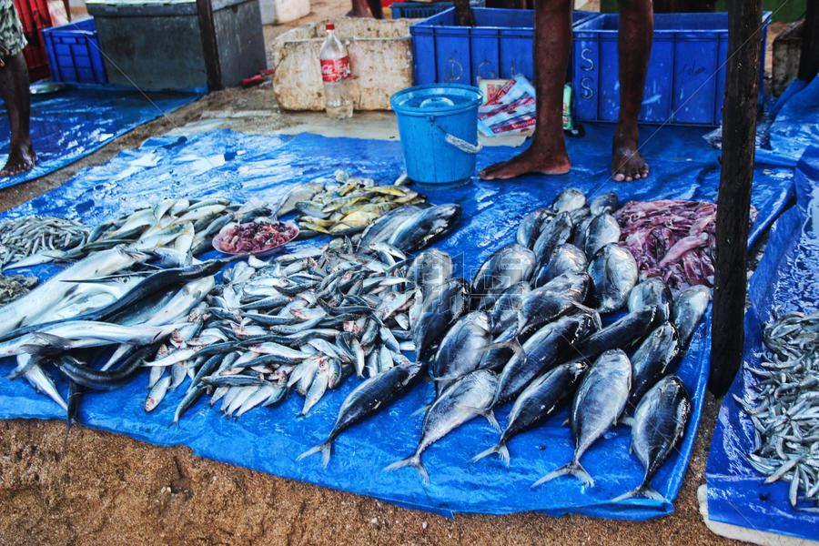 斯里兰卡海鲜市场图片素材免费下载