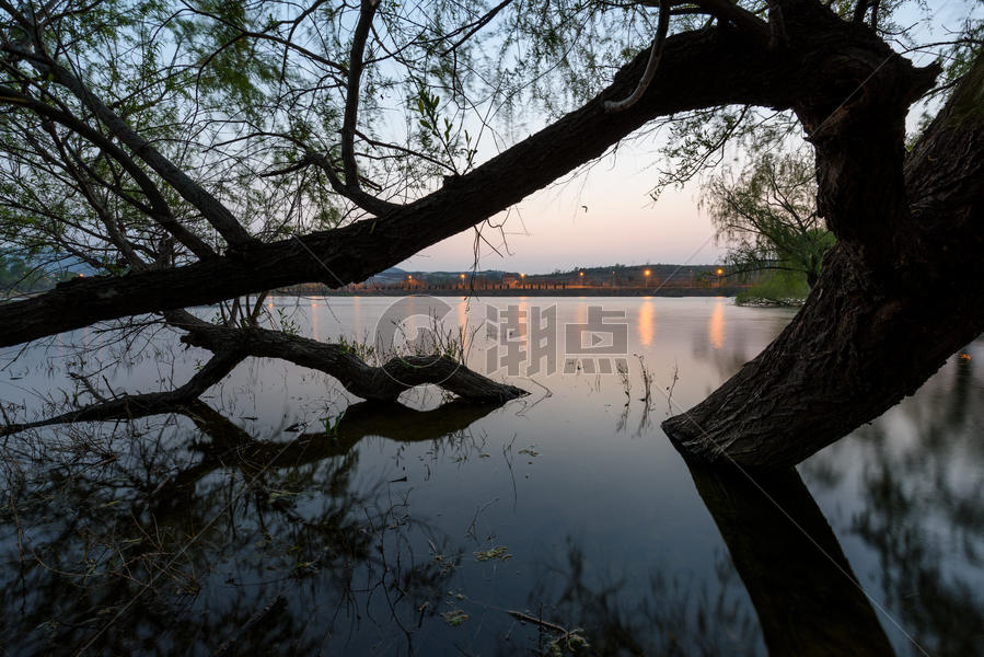 湖中的树木图片素材免费下载
