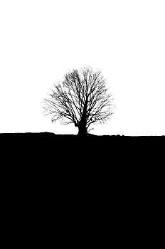 黑白枯树图片素材免费下载