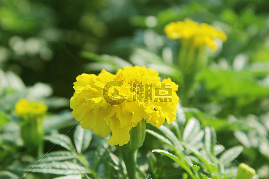 黄色的康乃馨花图片素材免费下载