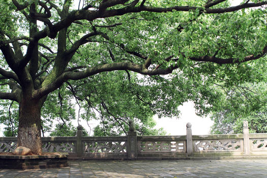 岳阳楼景区的大树图片素材免费下载