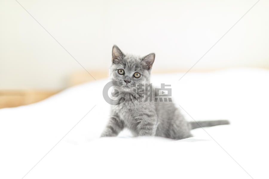 床上的小蓝猫图片素材免费下载