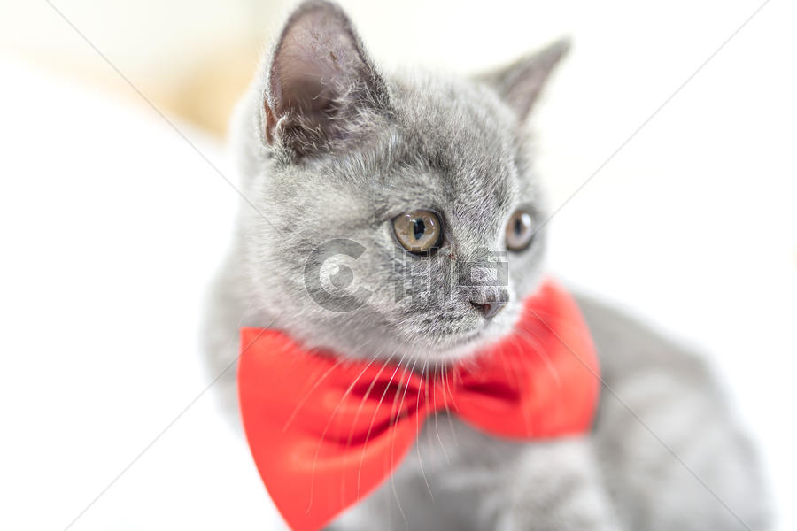 带红蝴蝶结的猫图片素材免费下载