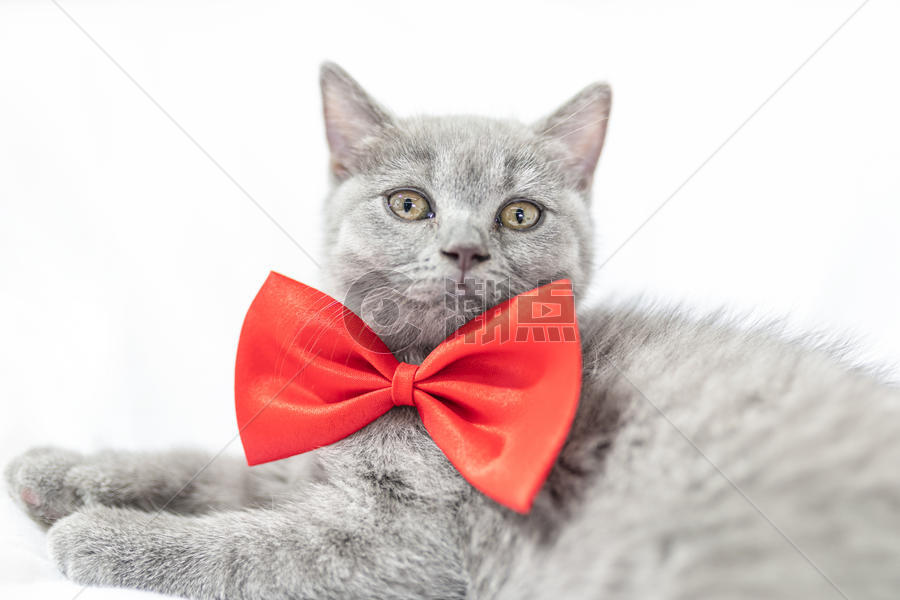 带红蝴蝶结的猫图片素材免费下载