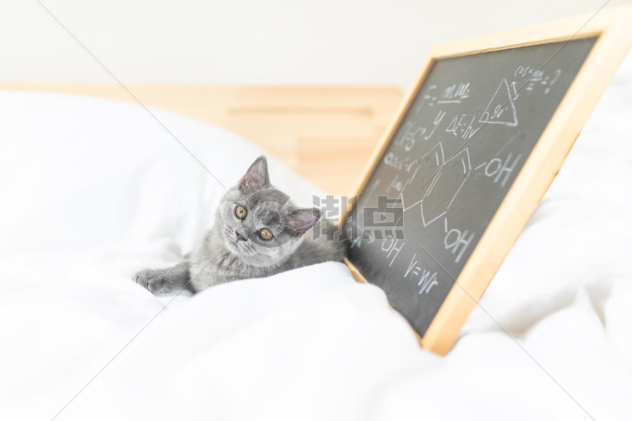 黑板和猫图片素材免费下载