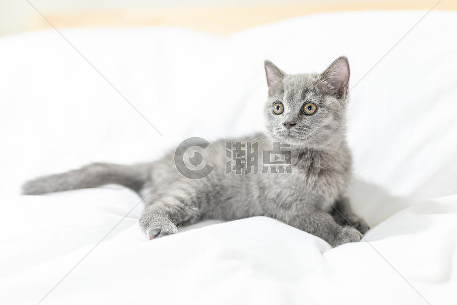 床单上的小猫图片素材免费下载