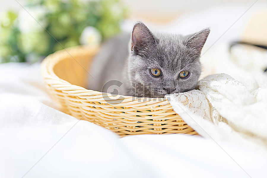 篮子里的小猫图片素材免费下载