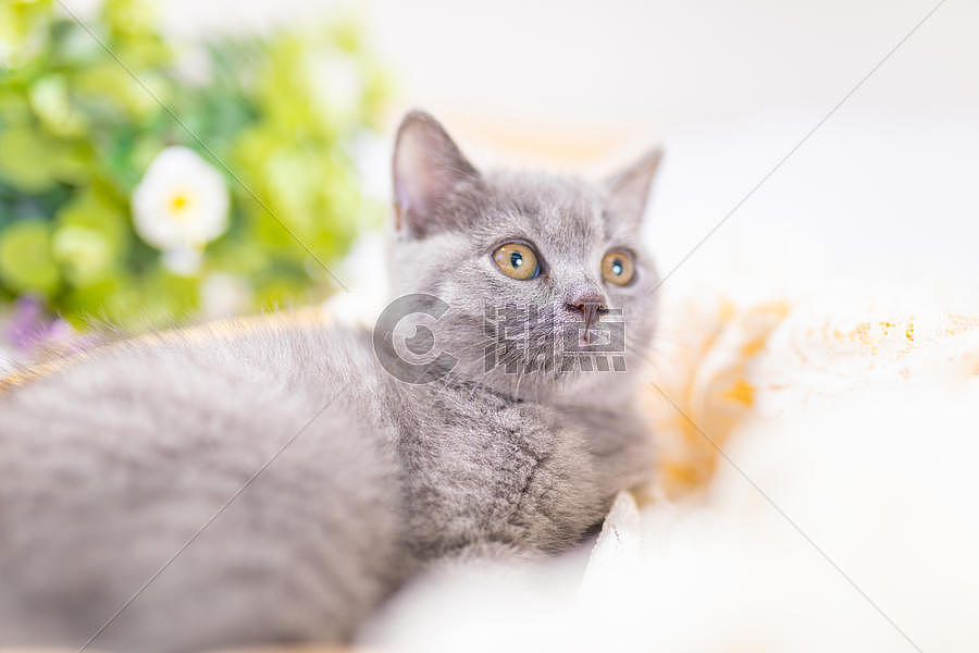 阳光下的小猫图片素材免费下载