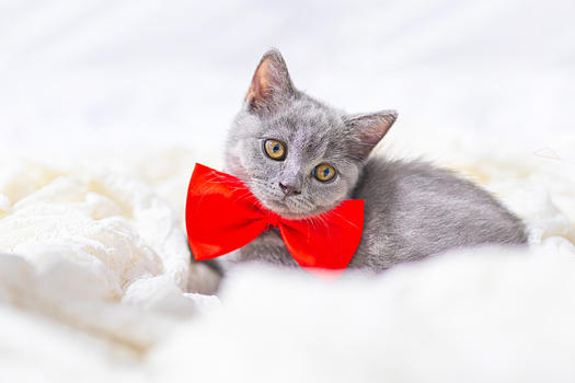 戴蝴蝶结的猫图片素材免费下载