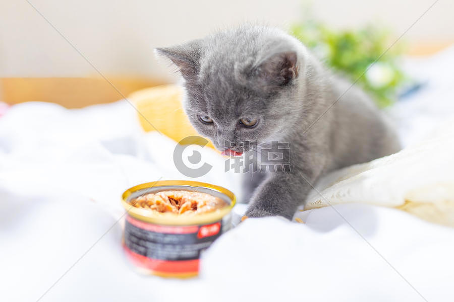 吃食物的小猫图片素材免费下载