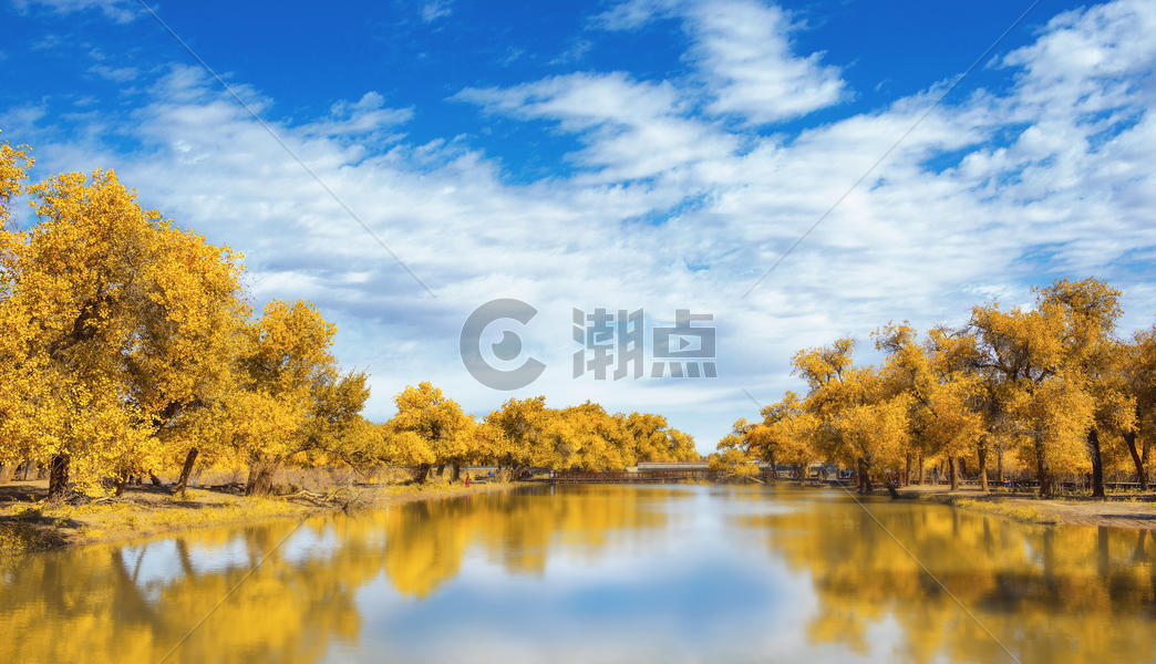 大河边上的胡杨林图片素材免费下载