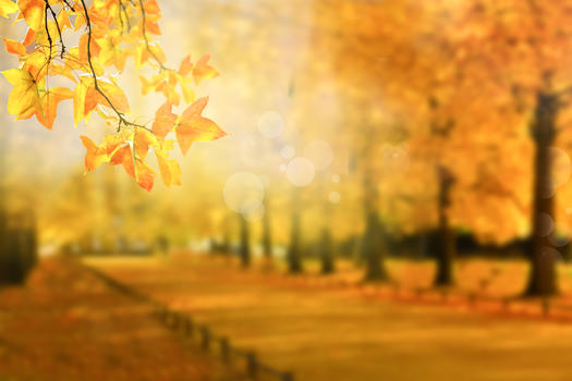 秋天午后枫林背景图图片素材免费下载