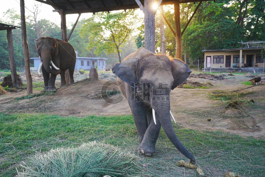 尼泊尔奇特旺国家公园大象图片素材免费下载