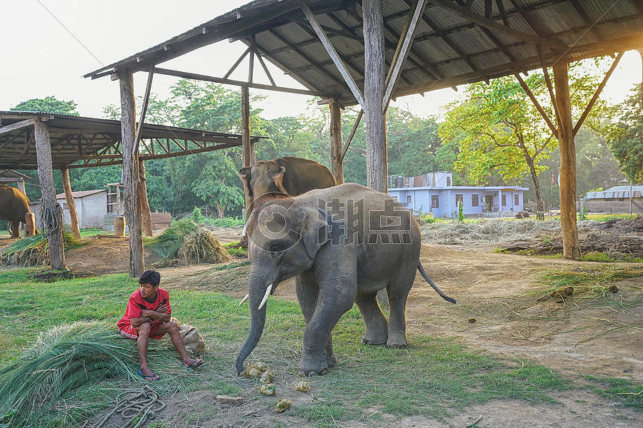 尼泊尔奇特旺国家公园大象图片素材免费下载